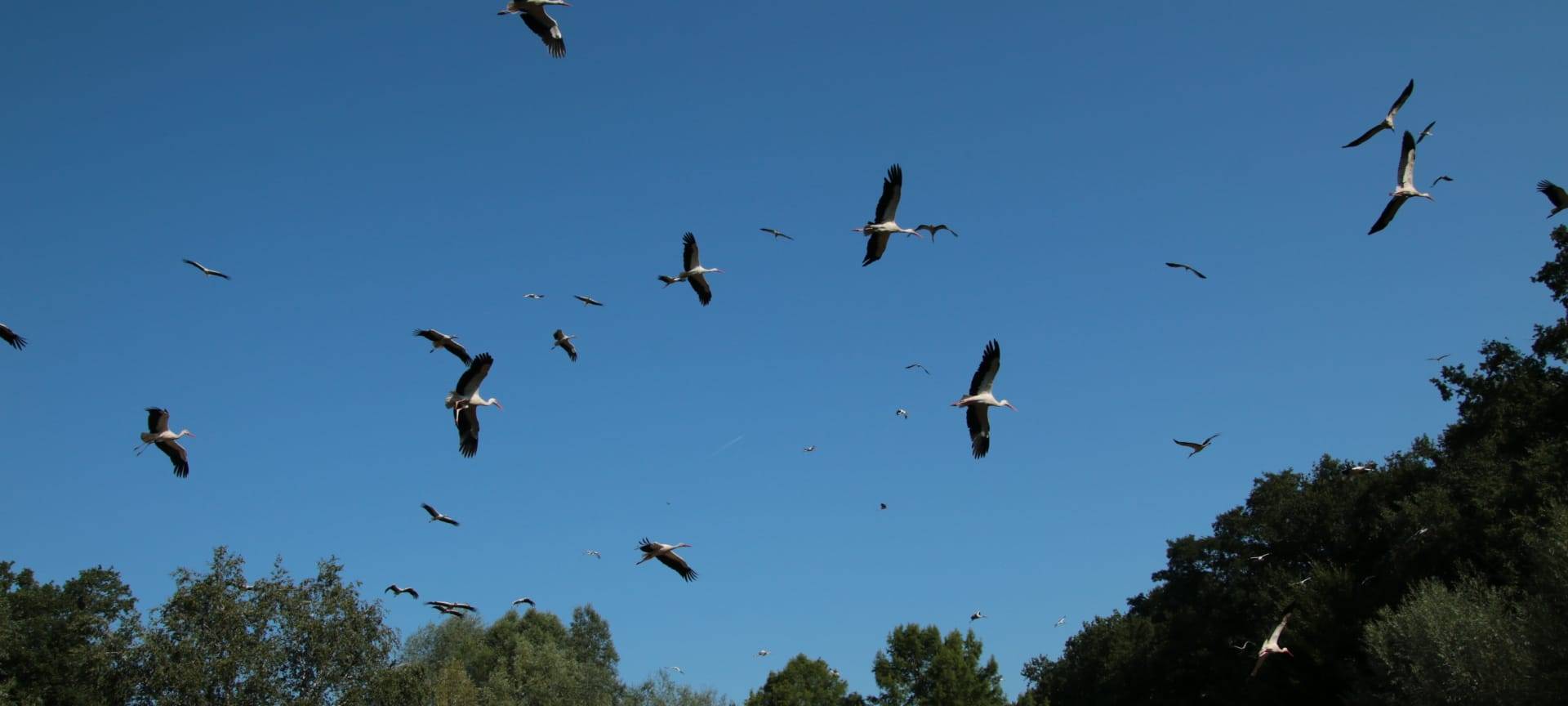 Viele Störche in Hattingen und Sprockhövel