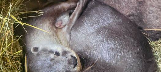 Otter-Nachwuchs im Dortmunder Zoo