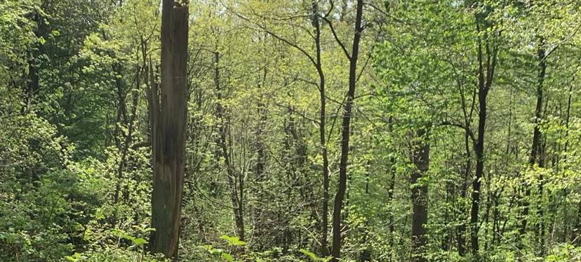 NRW bereitet sich vor: Trockene Sommer erhöhen Waldbrandgefahr