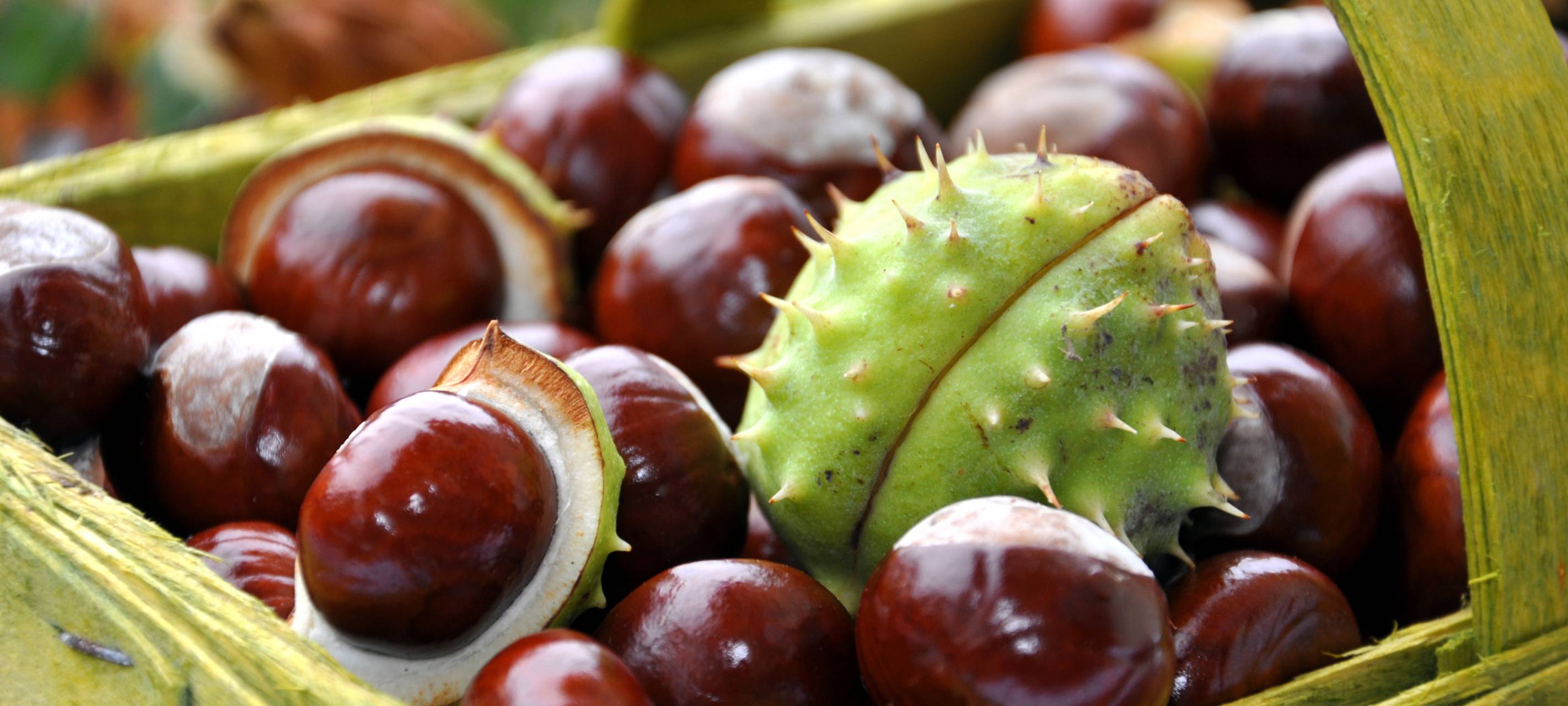 Kastanie in Sprockhövel muss nun doch weg