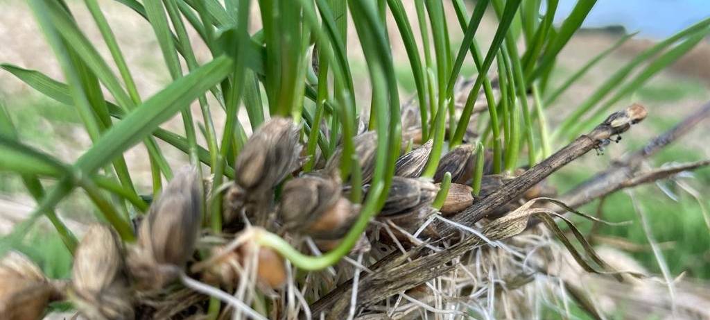 Landwirte: durchwachsene Erntebilanz