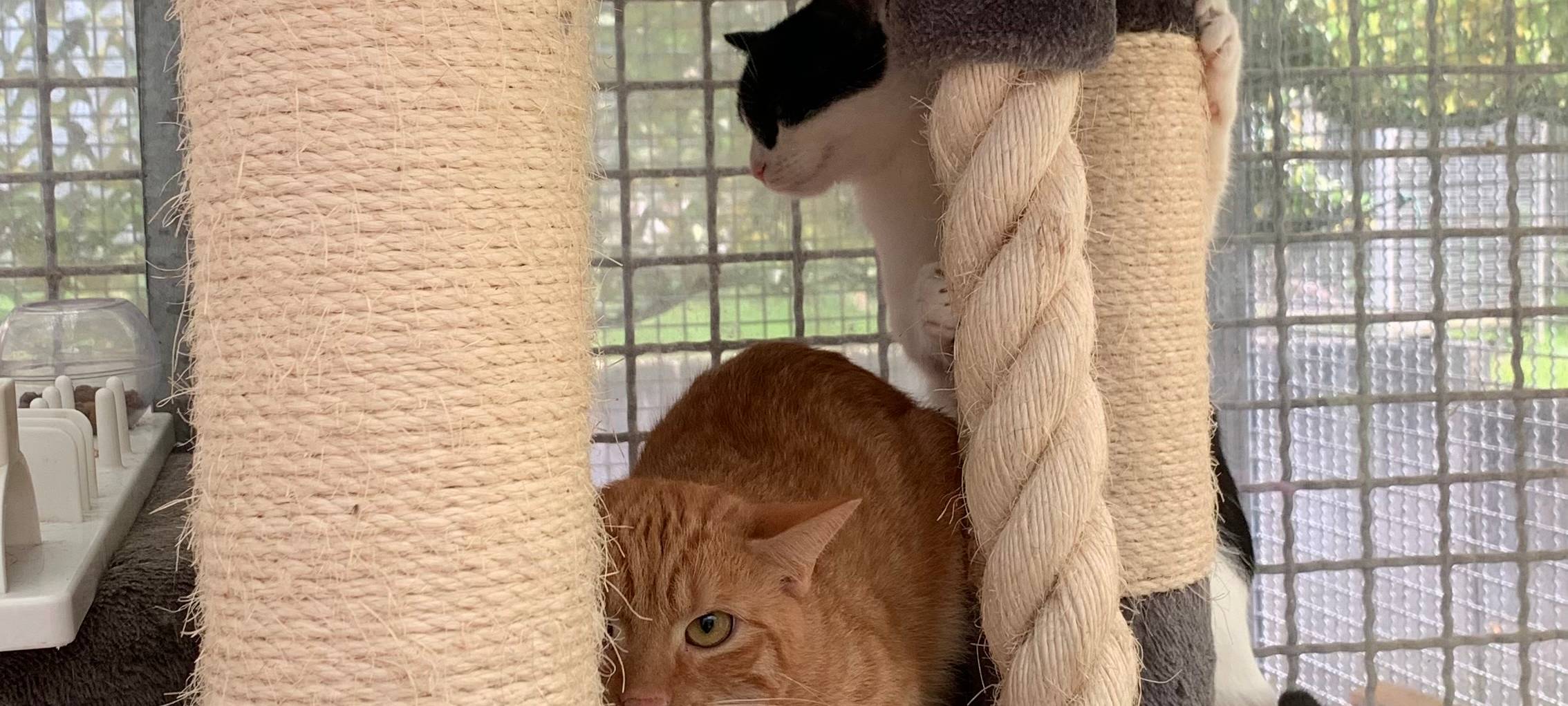 Es wird eng in unseren Tierheimen im Kreis