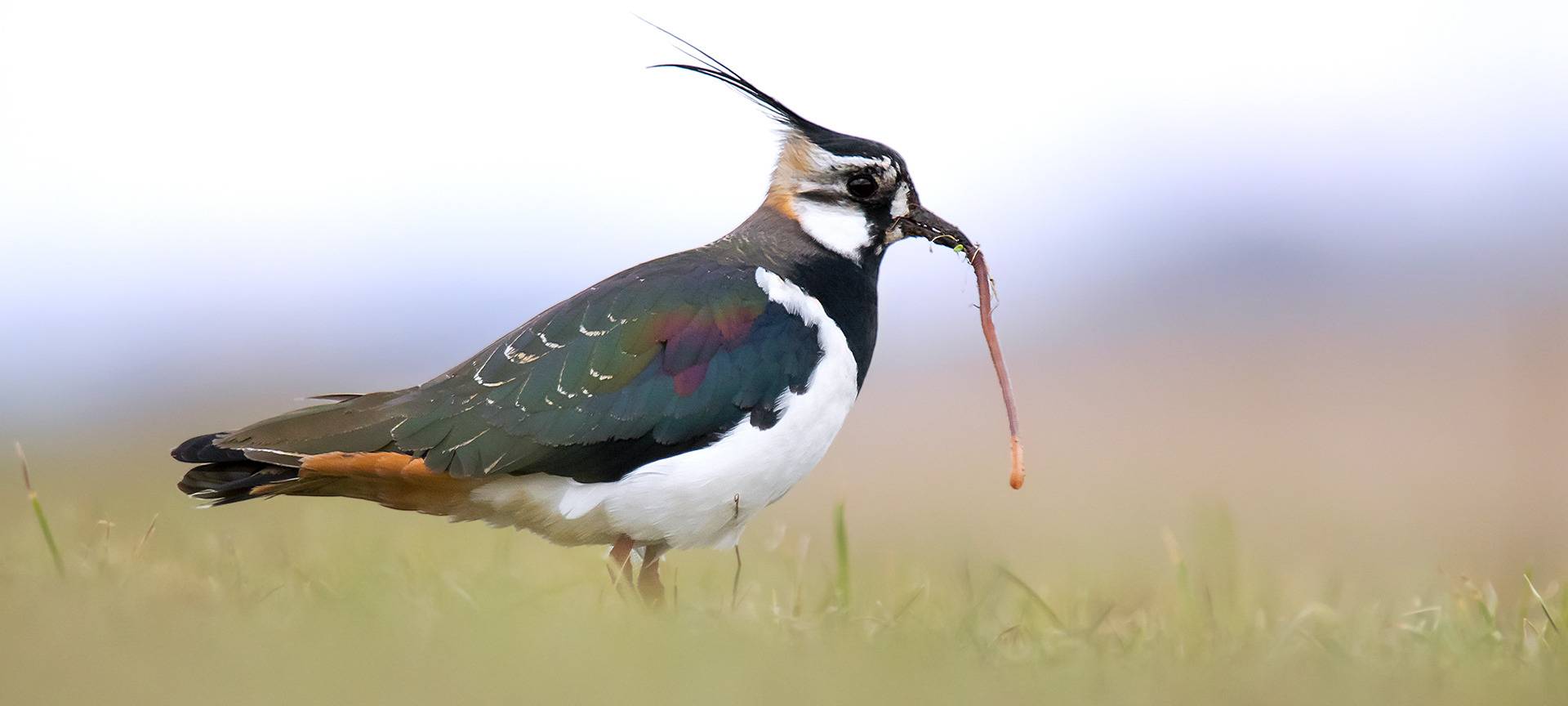 NABU startet Aktion: Wie geht es den Vögel im Kreis?