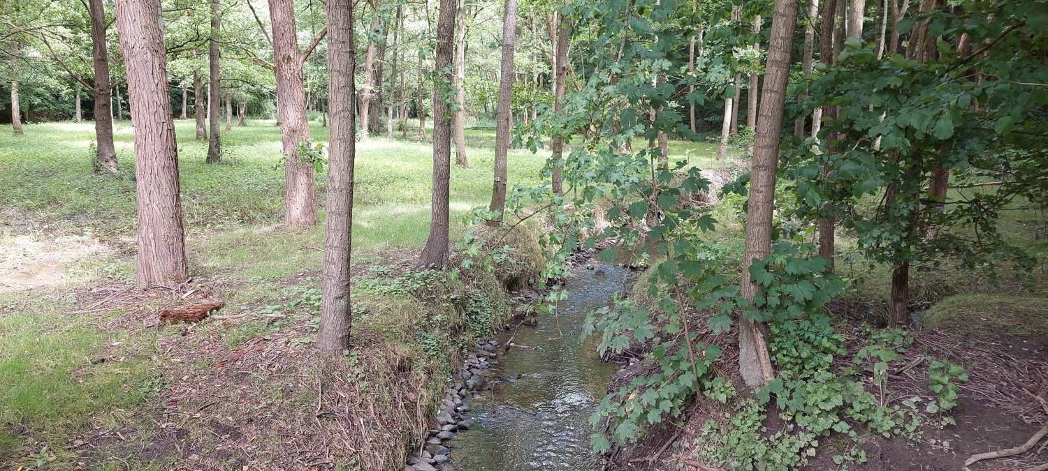 Herdecke: Baumfällungen für besseren Hochwasserschutz