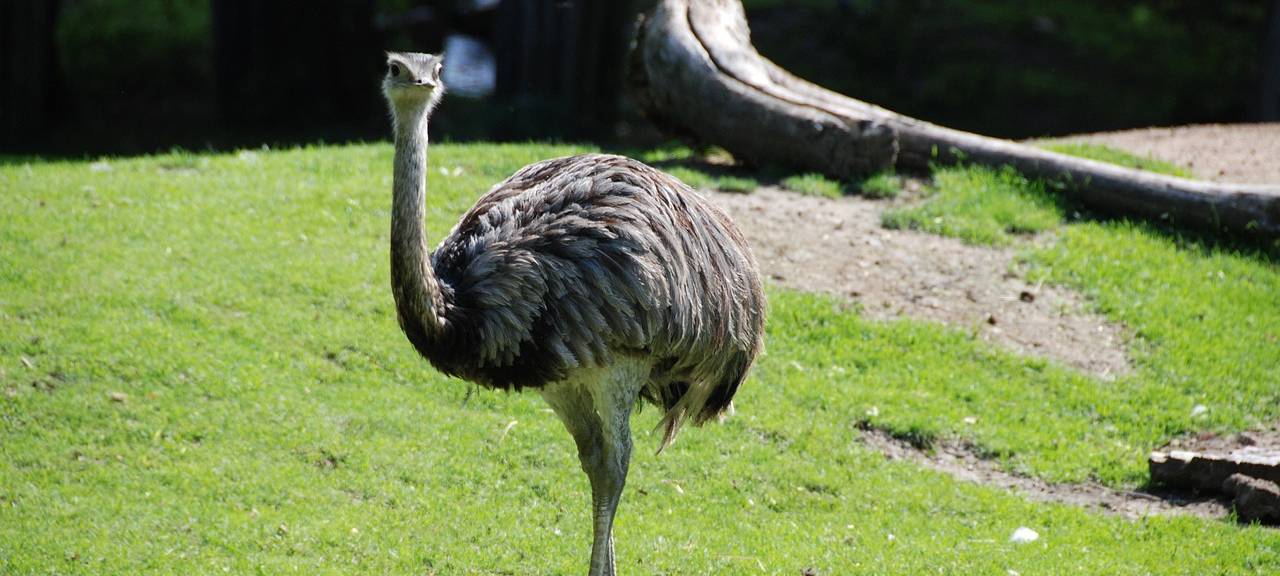 Feuerwehr fängt Emu in Gevelsberg ein