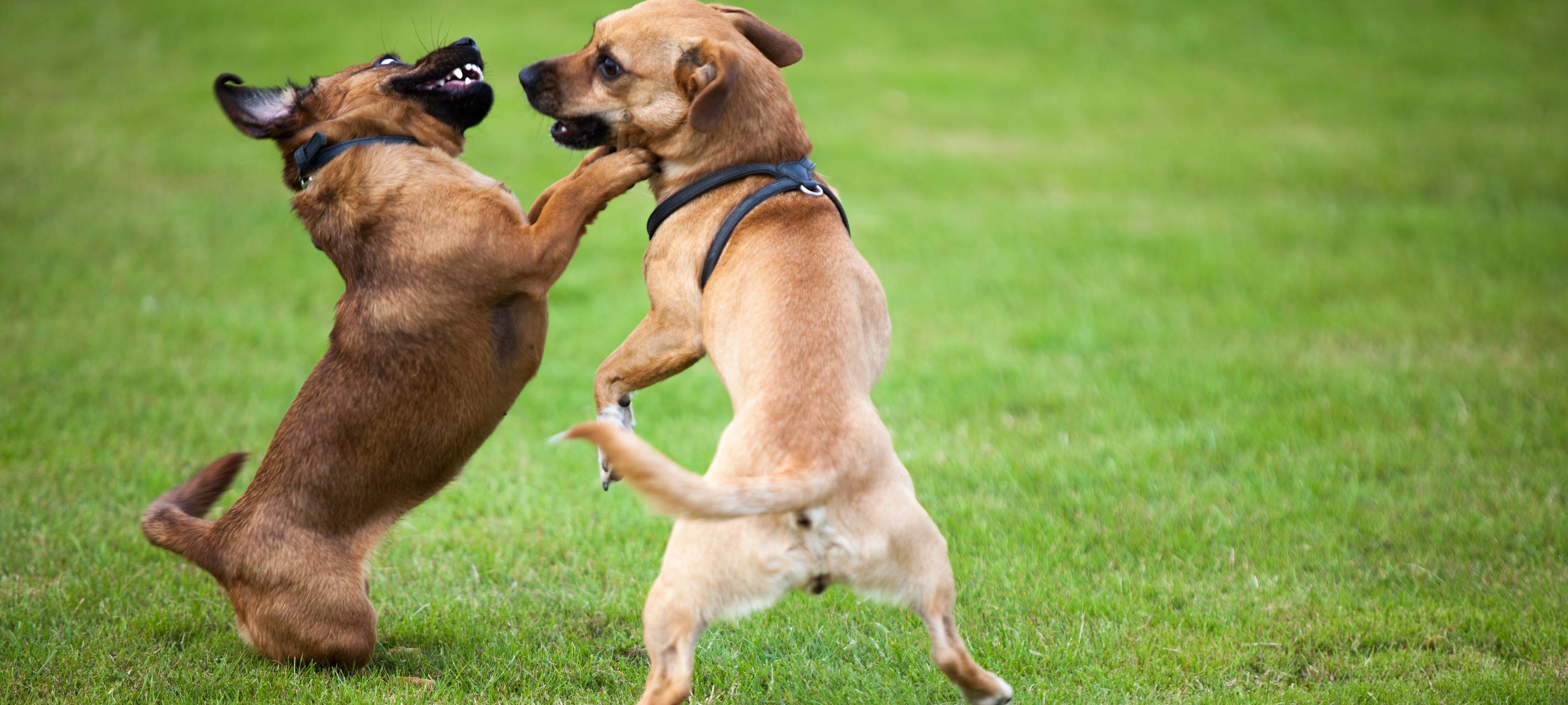 Hundewiese in Wetter geplant
