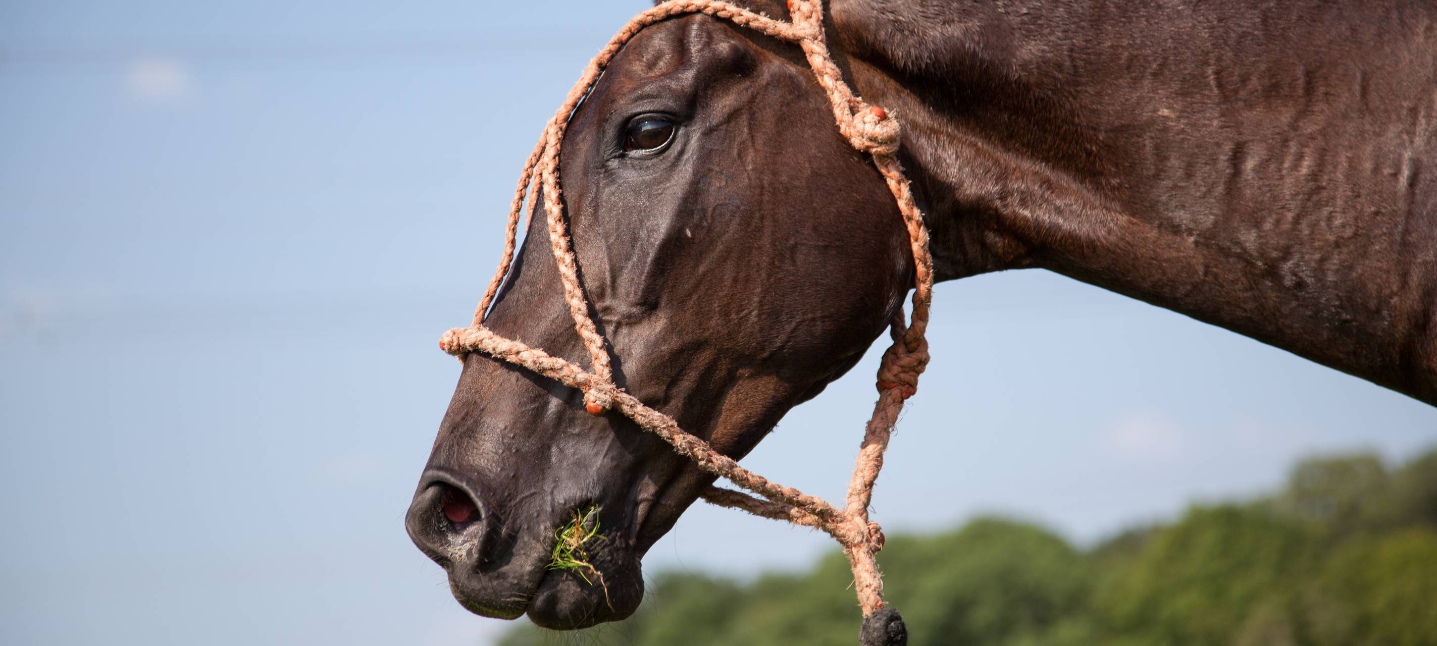 Komische Männer an Pferdeställen?