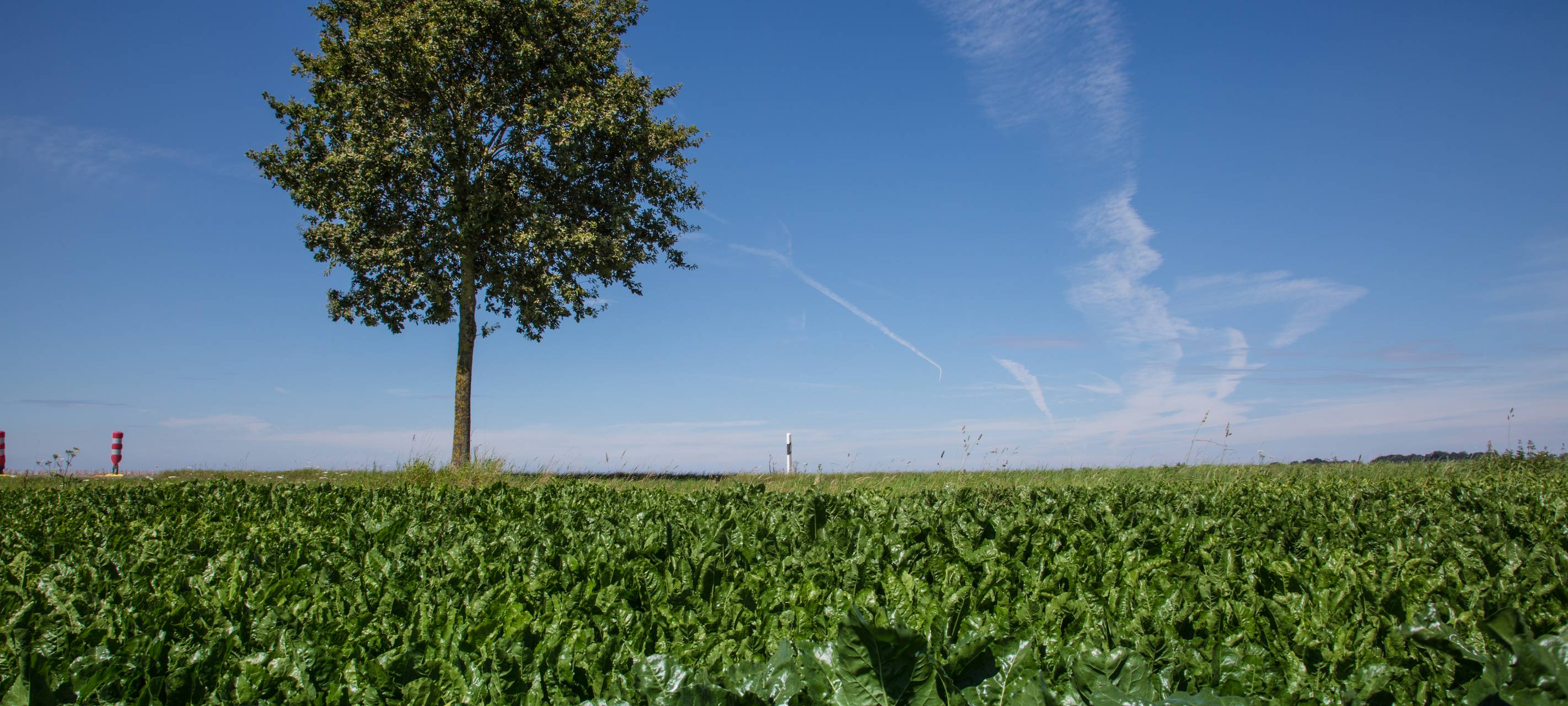 Politische Entscheidungen nicht ohne Klima-Prüfung