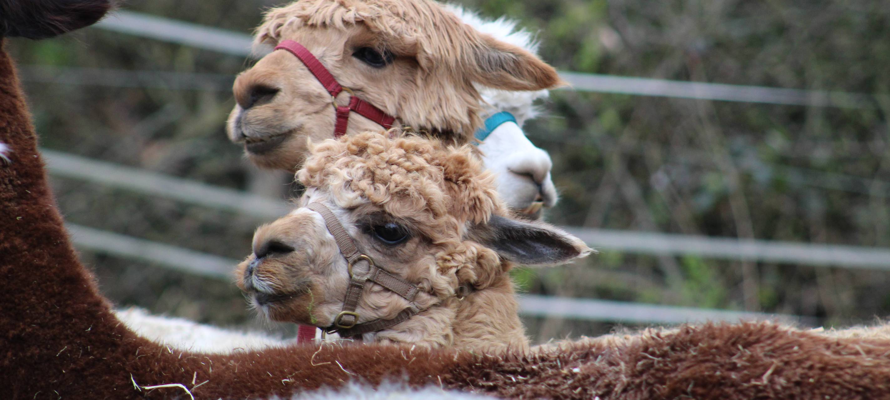 Alpaka Wanderung in Hattingen