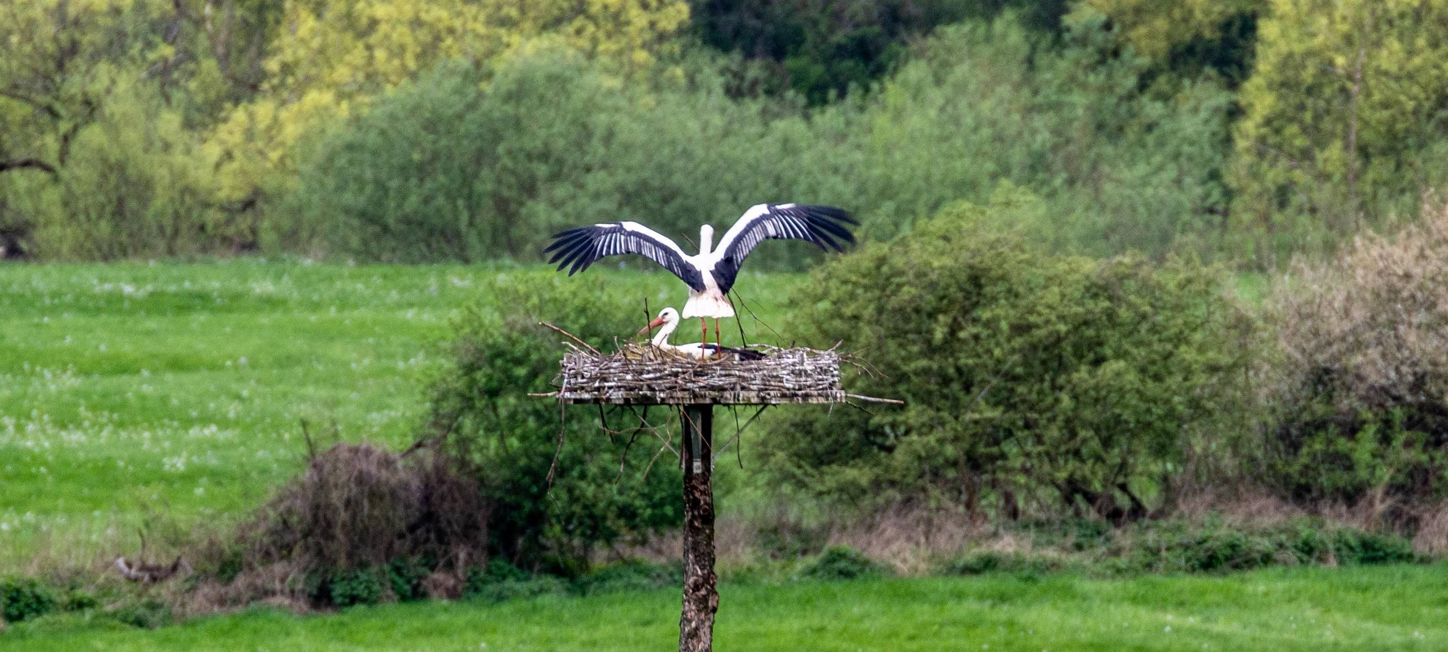 Jungstörche in den Ruhrauen