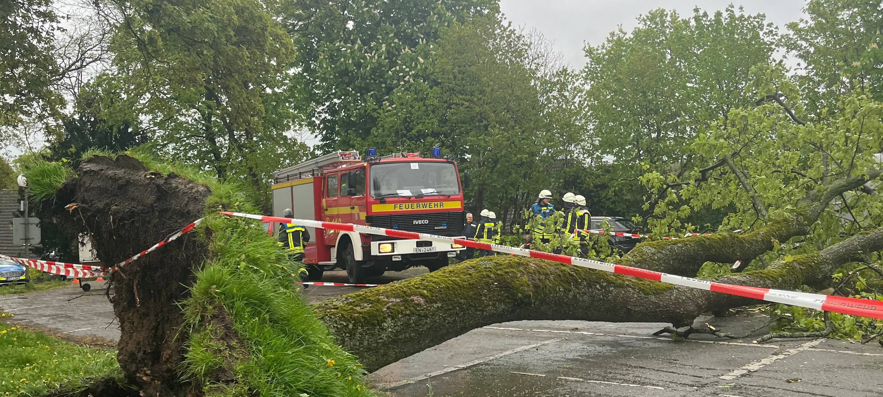 Baum fällt auf Mann