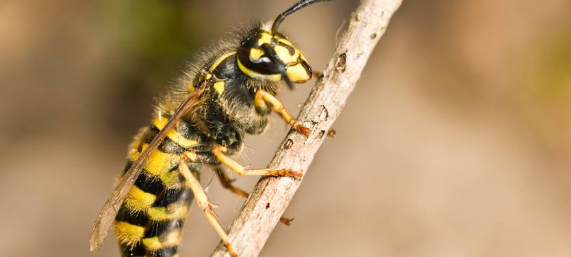 Was tun bei Insektenstichen