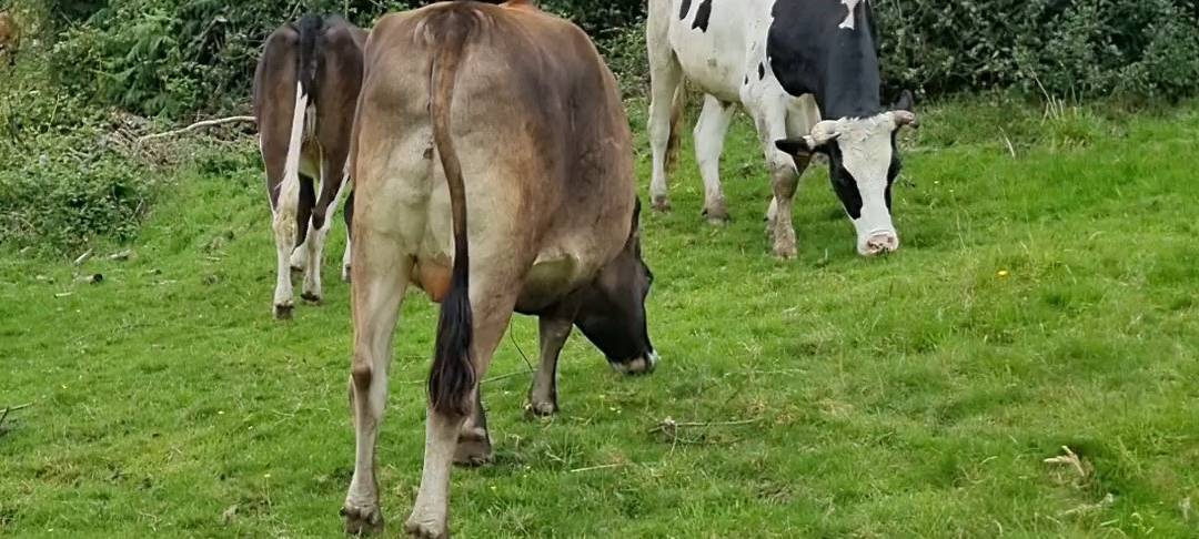 Schlachttier-Rettung Schokuhminza