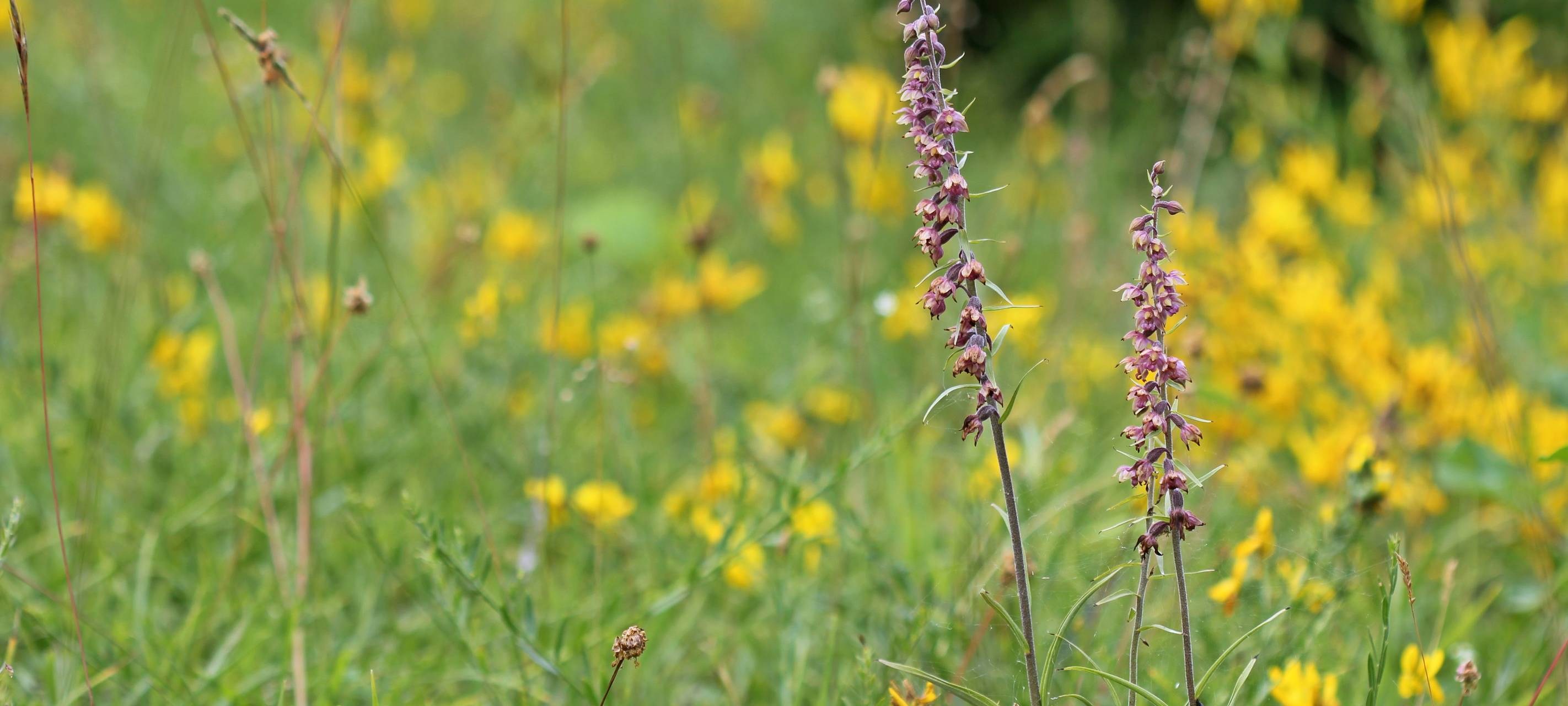Umgestaltung von Flächen wird ausgezeichnet