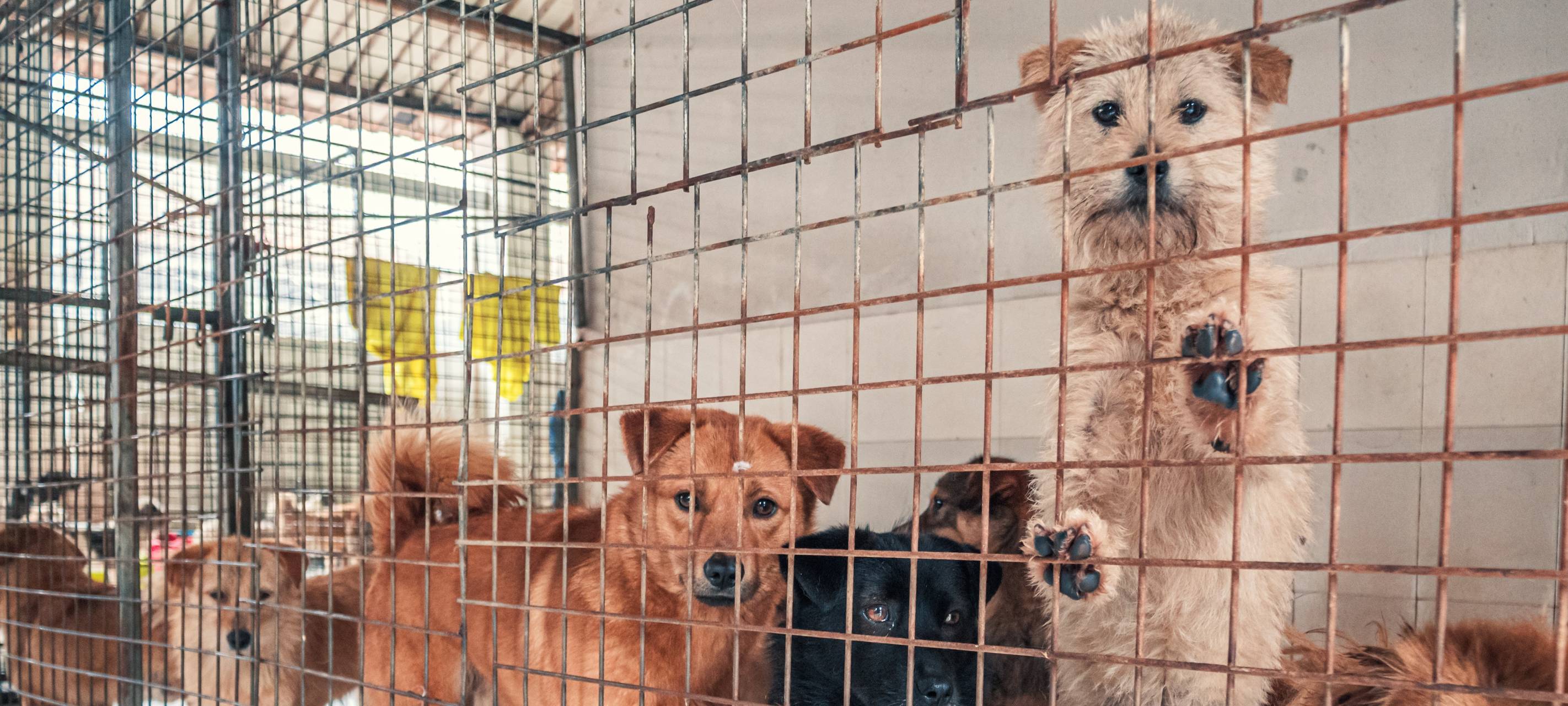 Tierheime schon jetzt voll