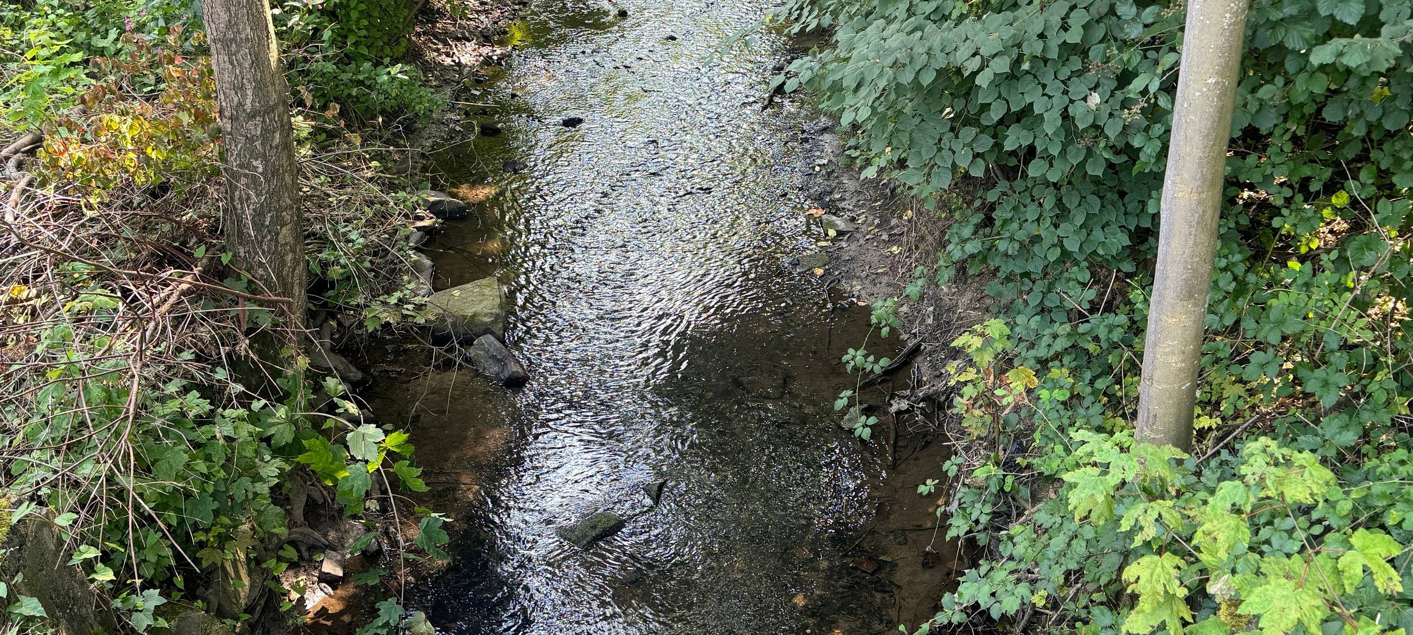 Witten: Pleßbach-Renaturierung dauert