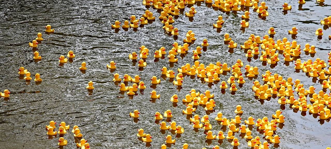 Witten: Entenrennen auf der Ruhr