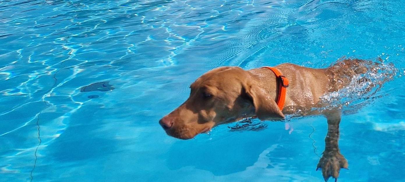 Hattingen: Freibad öffnet für Hunde