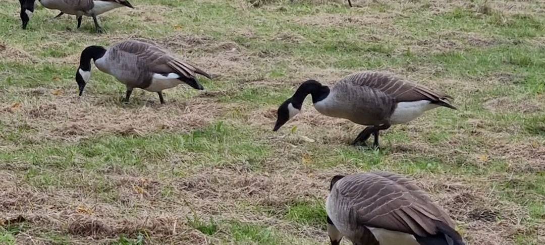 100.000 Euro gegen Gänse-Plage