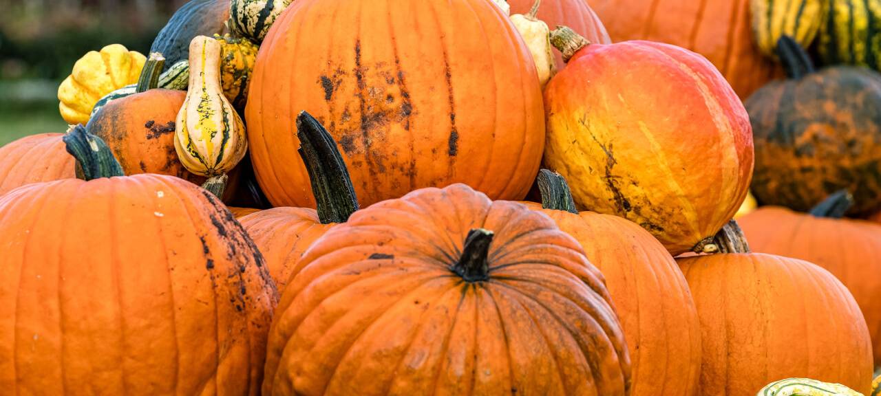 Kürbisse länger halten: Diese Lifehacks solltet ihr kennen