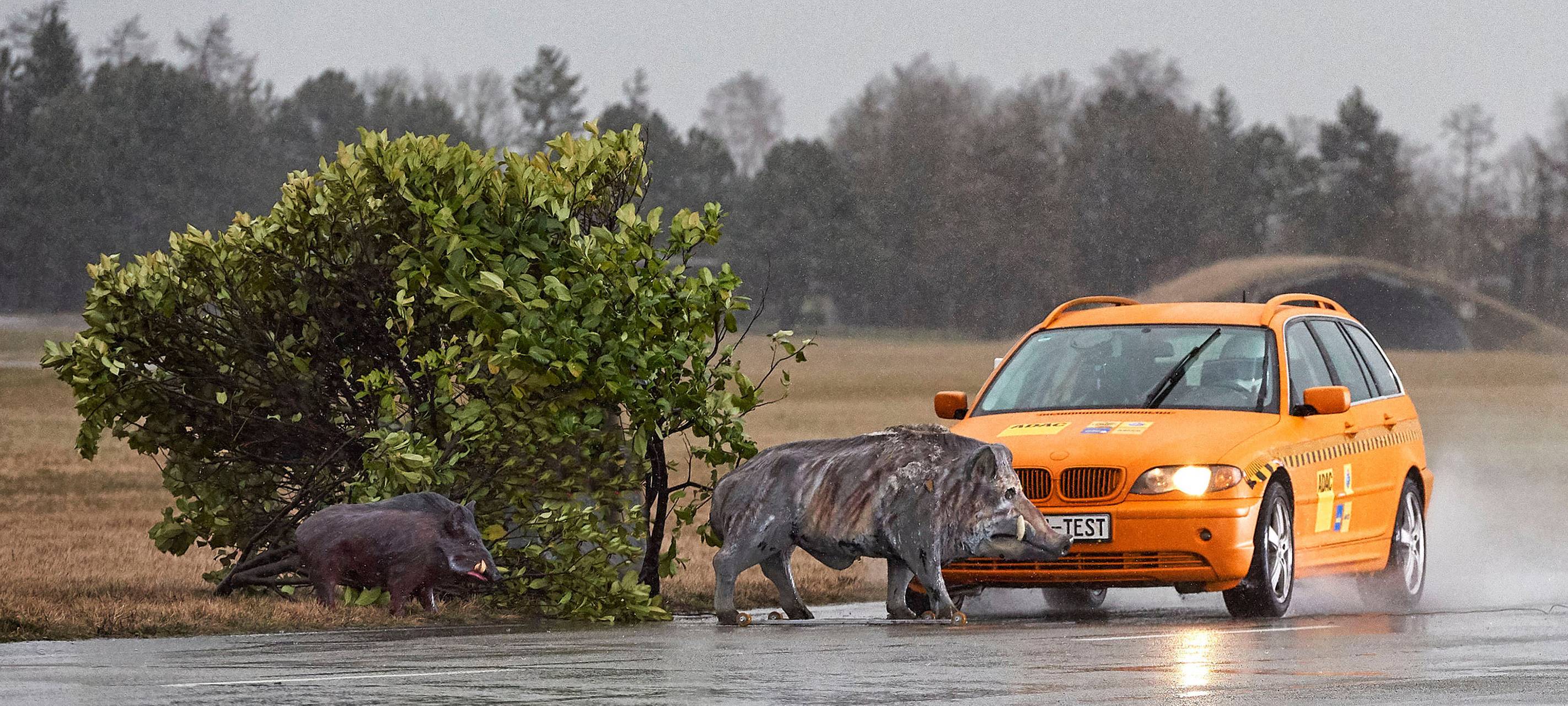 Mehr Wildunfälle: Darauf müssen wir achten