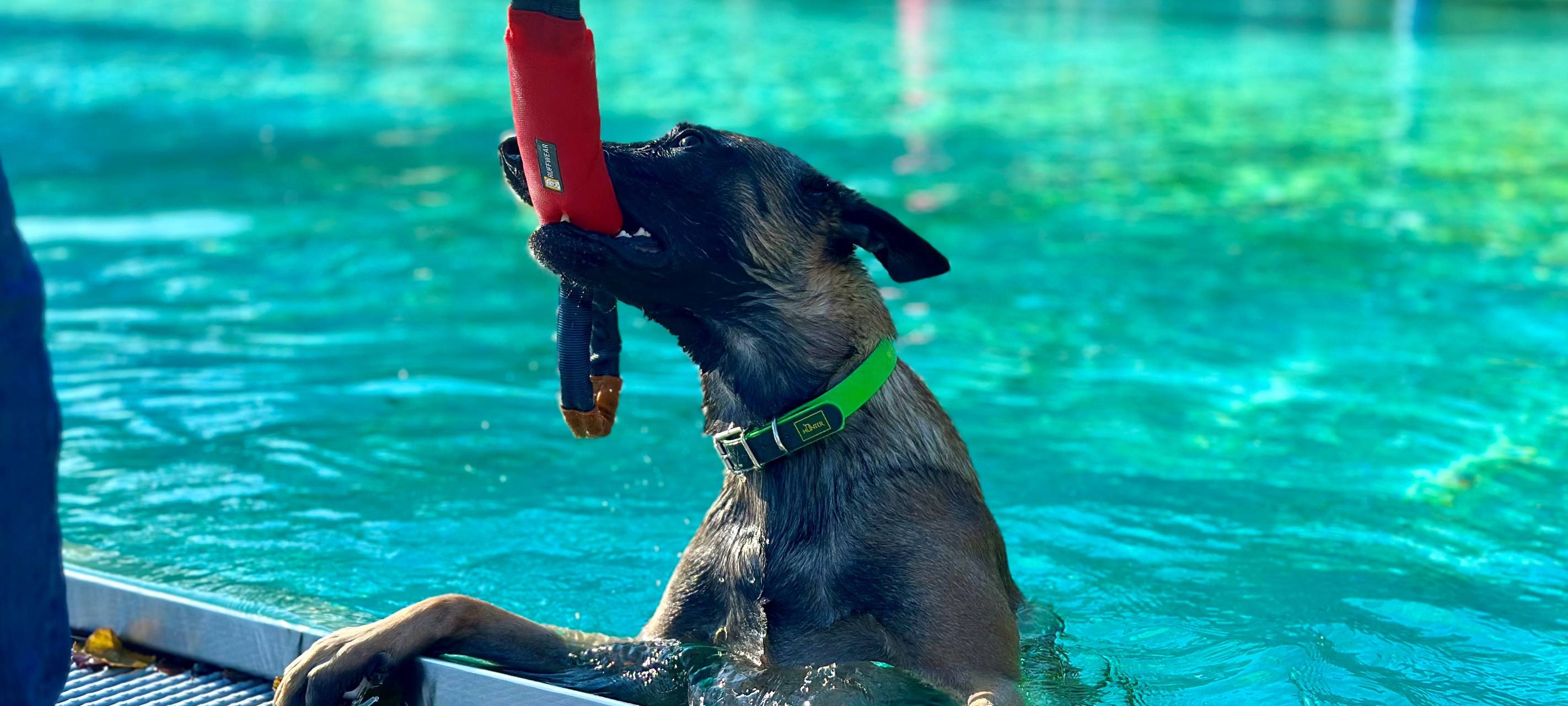 Hundeschwimmen-Spende ans Tierheim Witten-Wetter-Herdecke