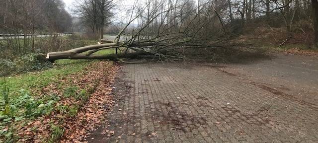Illegale Baumfällung in Hattingen