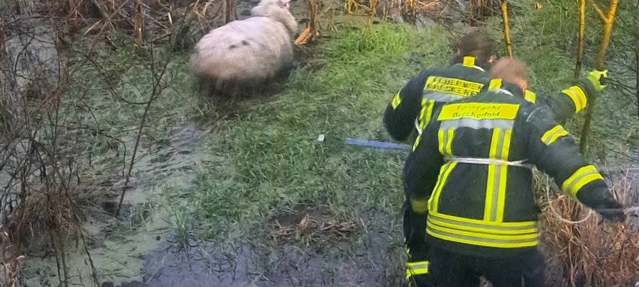 Feuerwehr rettet Schaf in Breckerfeld