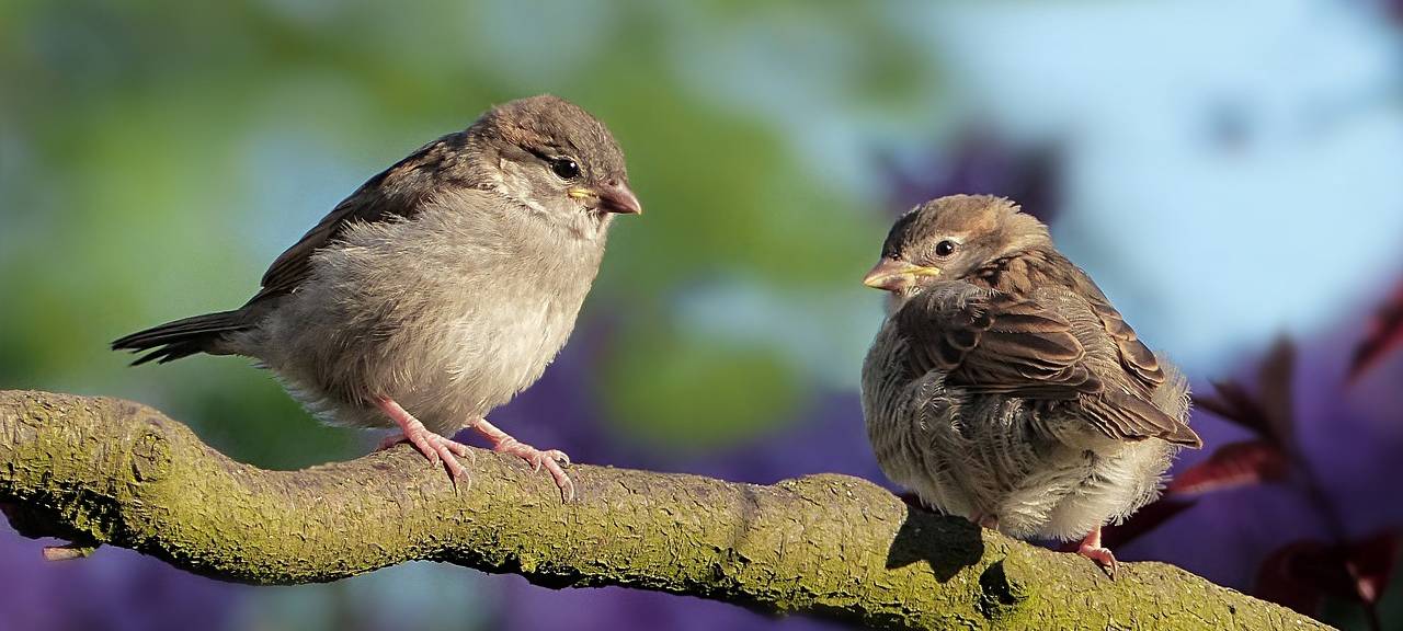 Letzte Frist für Baum- und Heckenschnitt