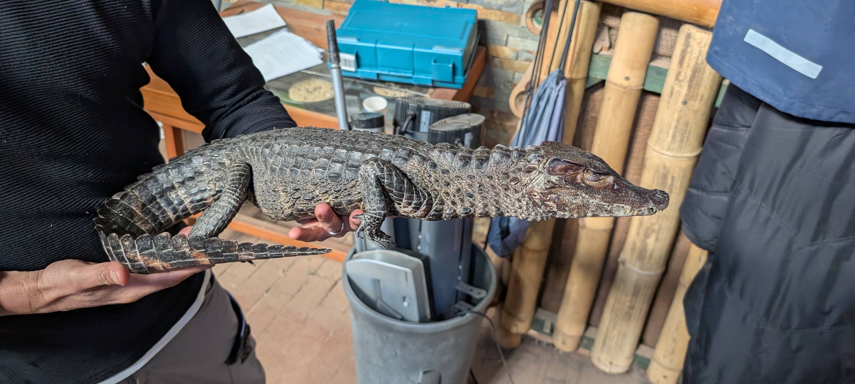 Sprockhövel: Totes Reptil ausgesetzt