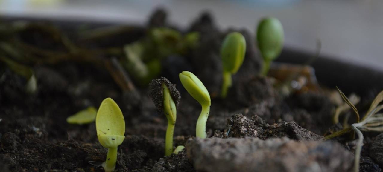 Hattingen: kostenloser Kompost für Gärten