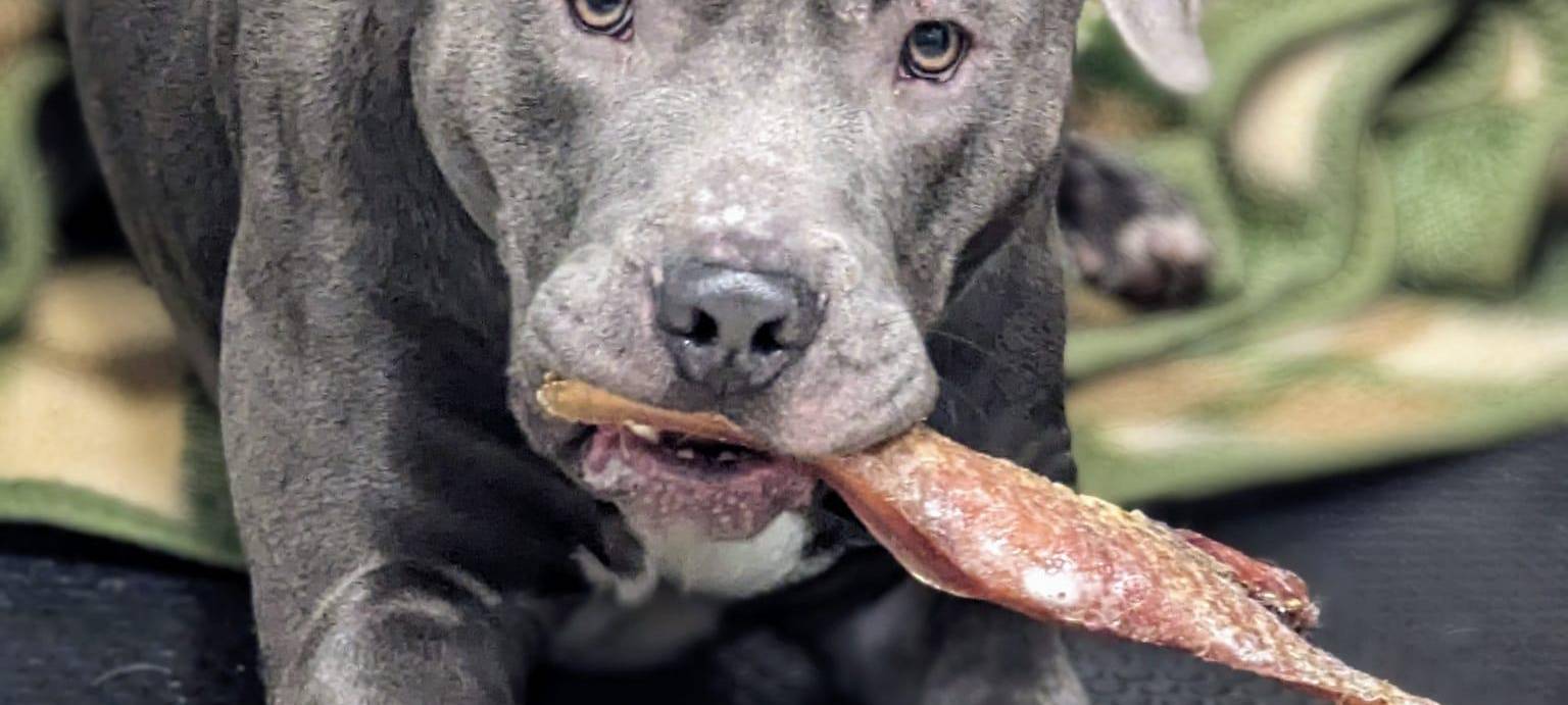 Tierheim Witten: Wo ist der gestohlene Hund Thyson?