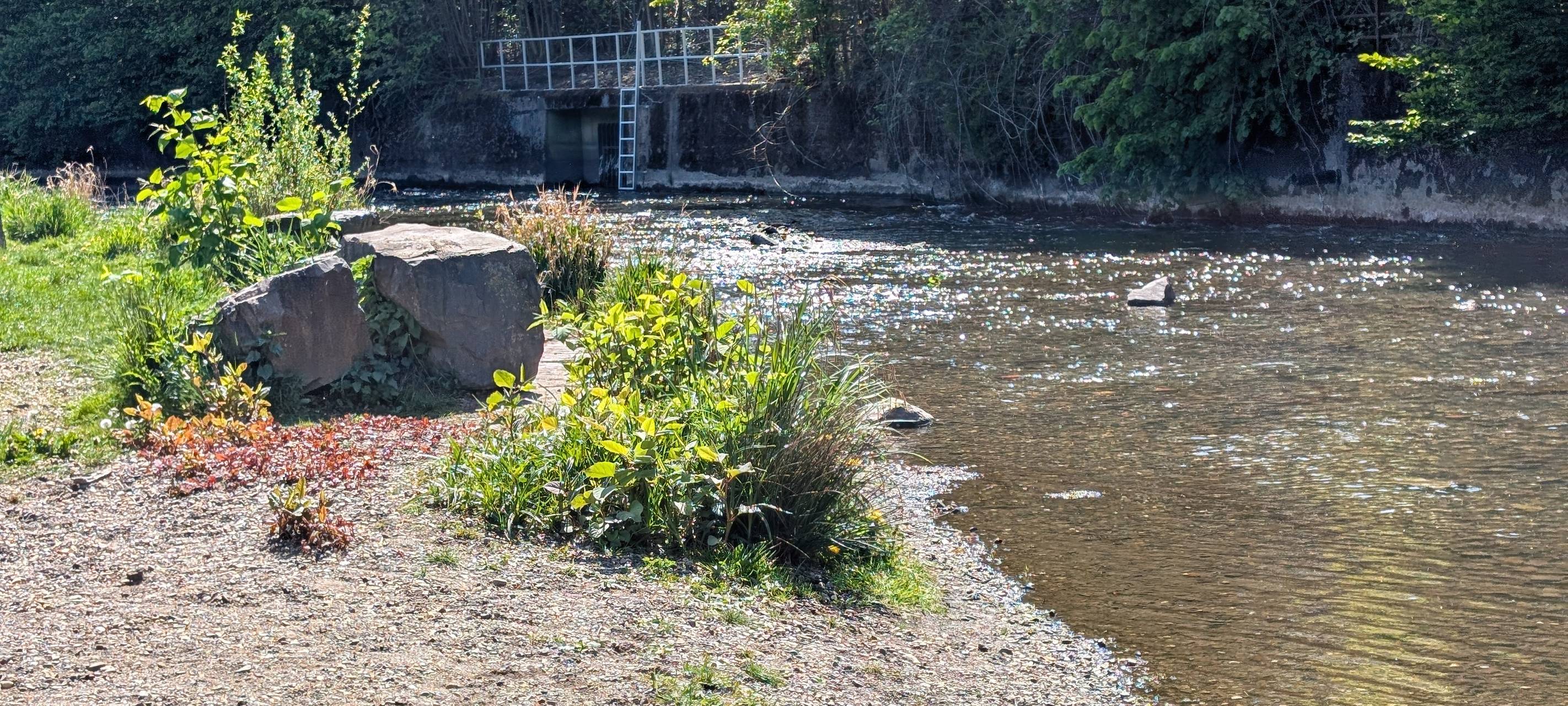 Die Ennepe ist teilweise lila