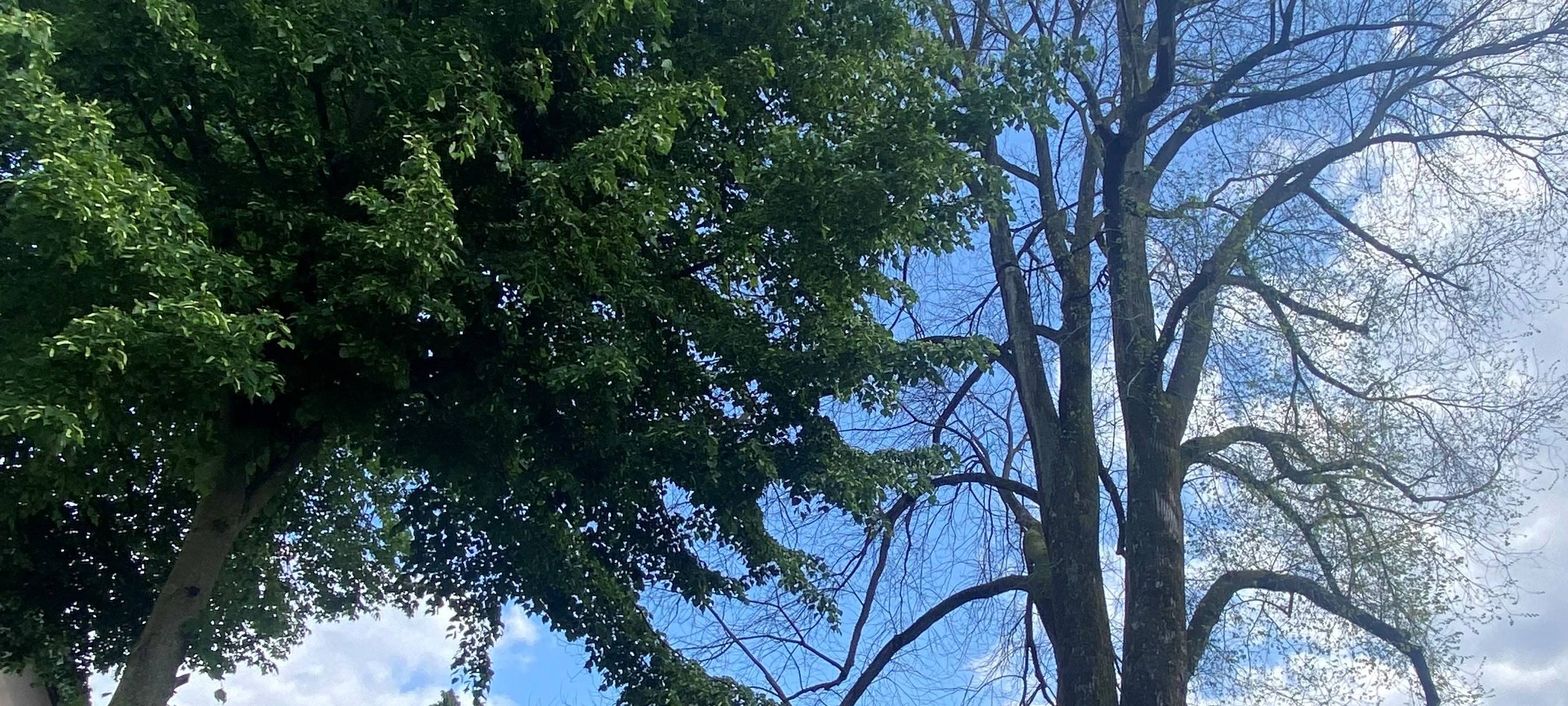 Hattingen: 200 Jahre alter Baum muss fallen