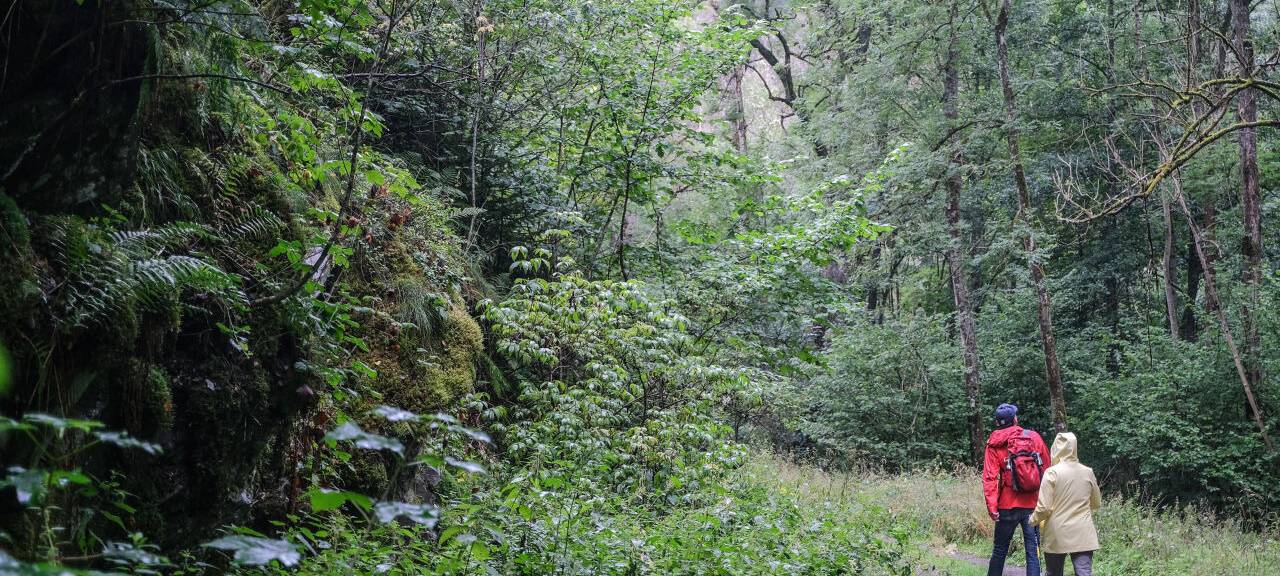 Wanderer gehen im Nationalpark Eifel durch das Wüstebachtal.
