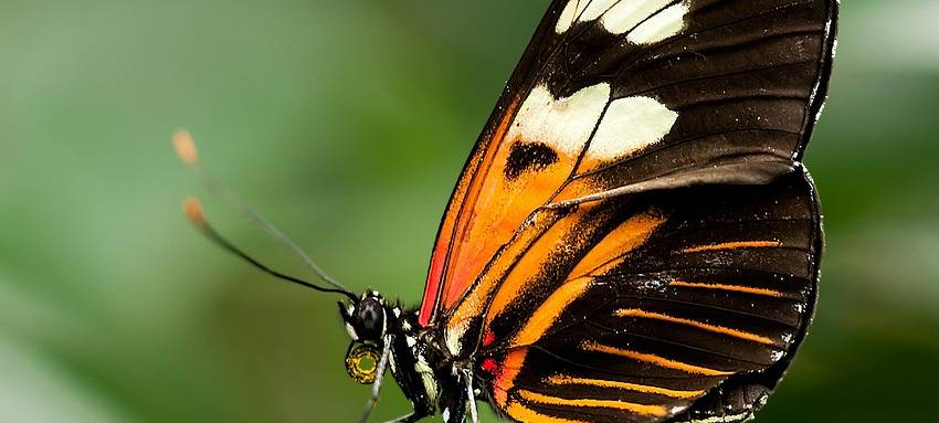 NABU ruft zur Schmetterlingszählung auf