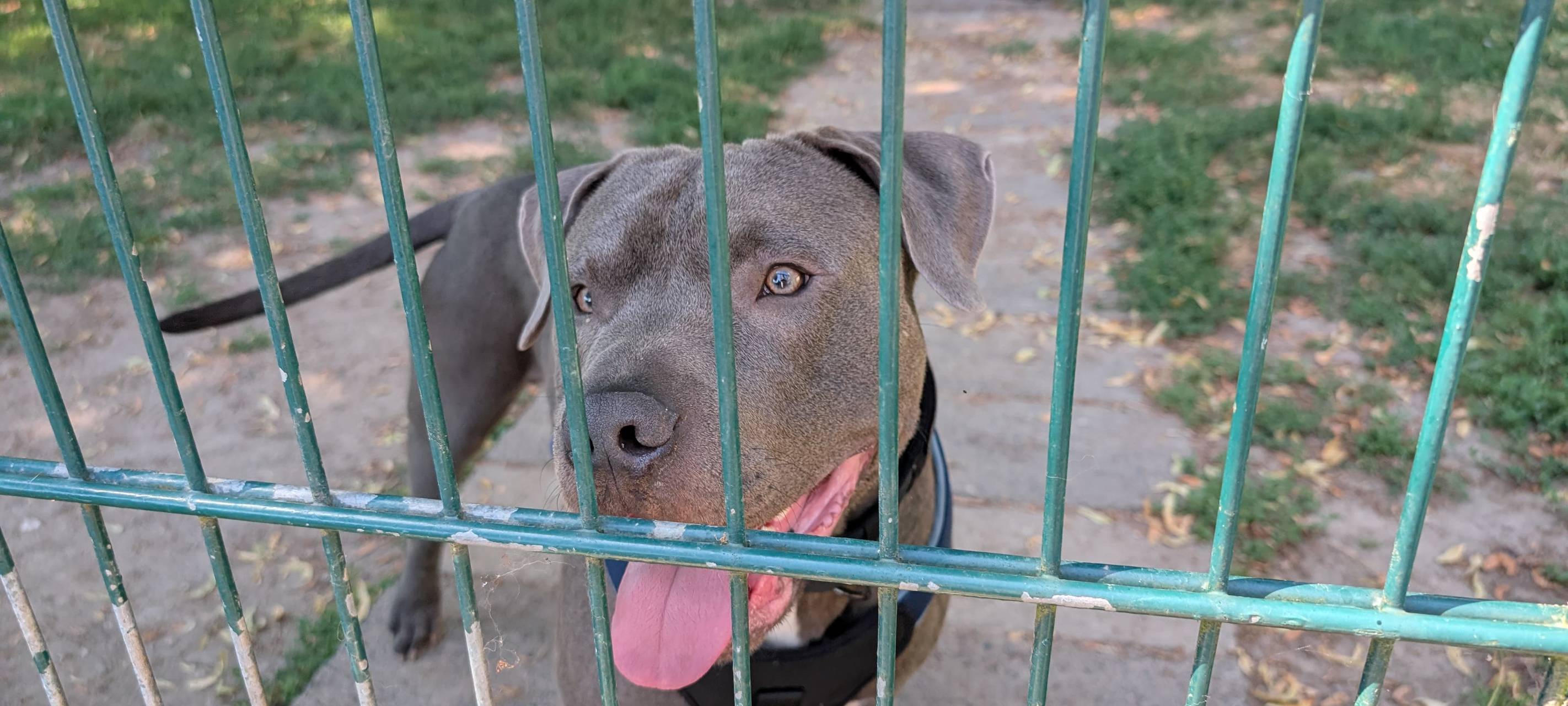 Neues Zuhause für entführten Hund Thyson aus Witten