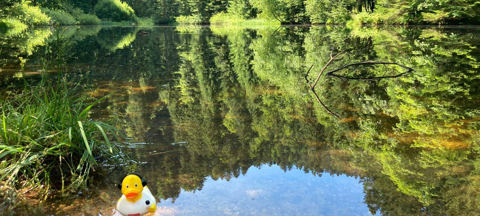 Die schönsten Fotos von der Urlaubs-Ente