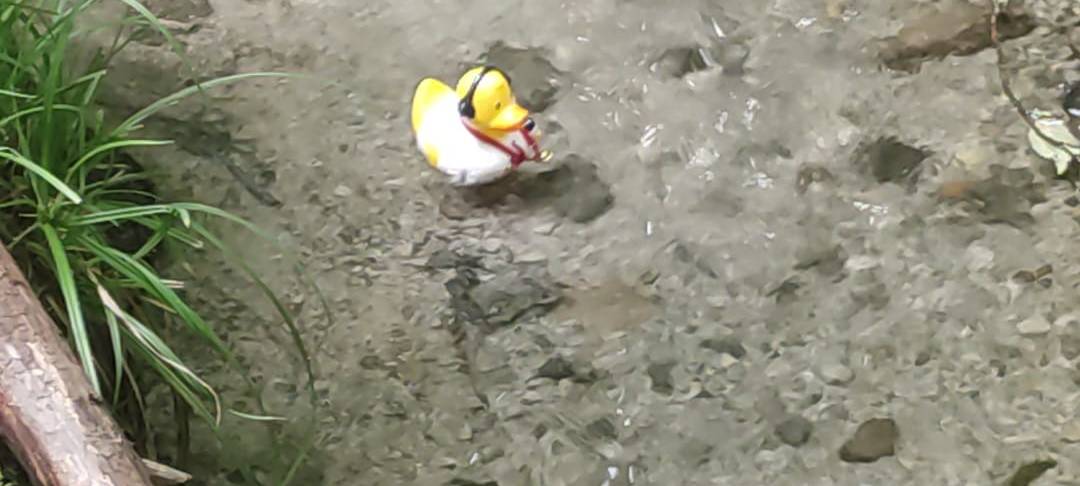 Die schönsten Fotos von der Urlaubs-Ente