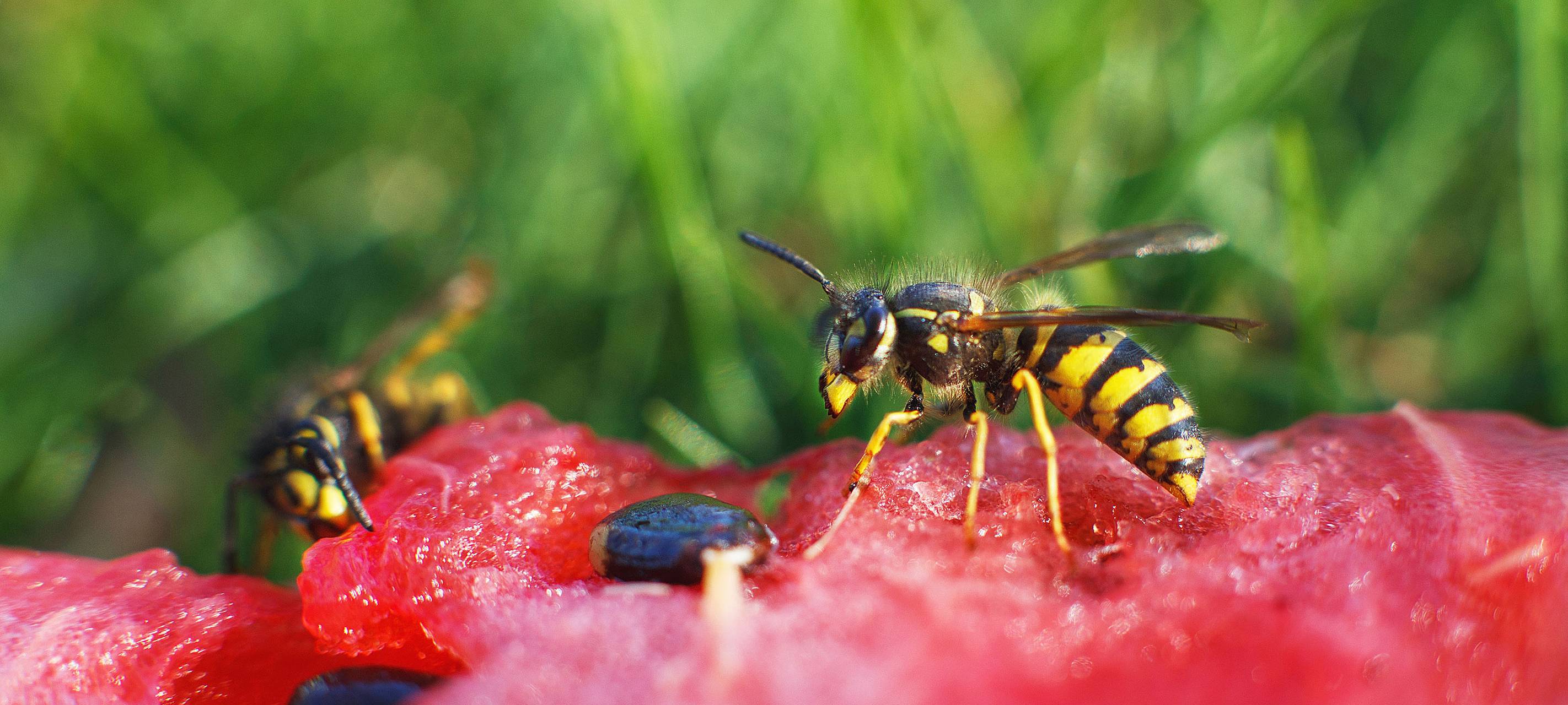 Insektensiche - AOK rät zur Vorsicht