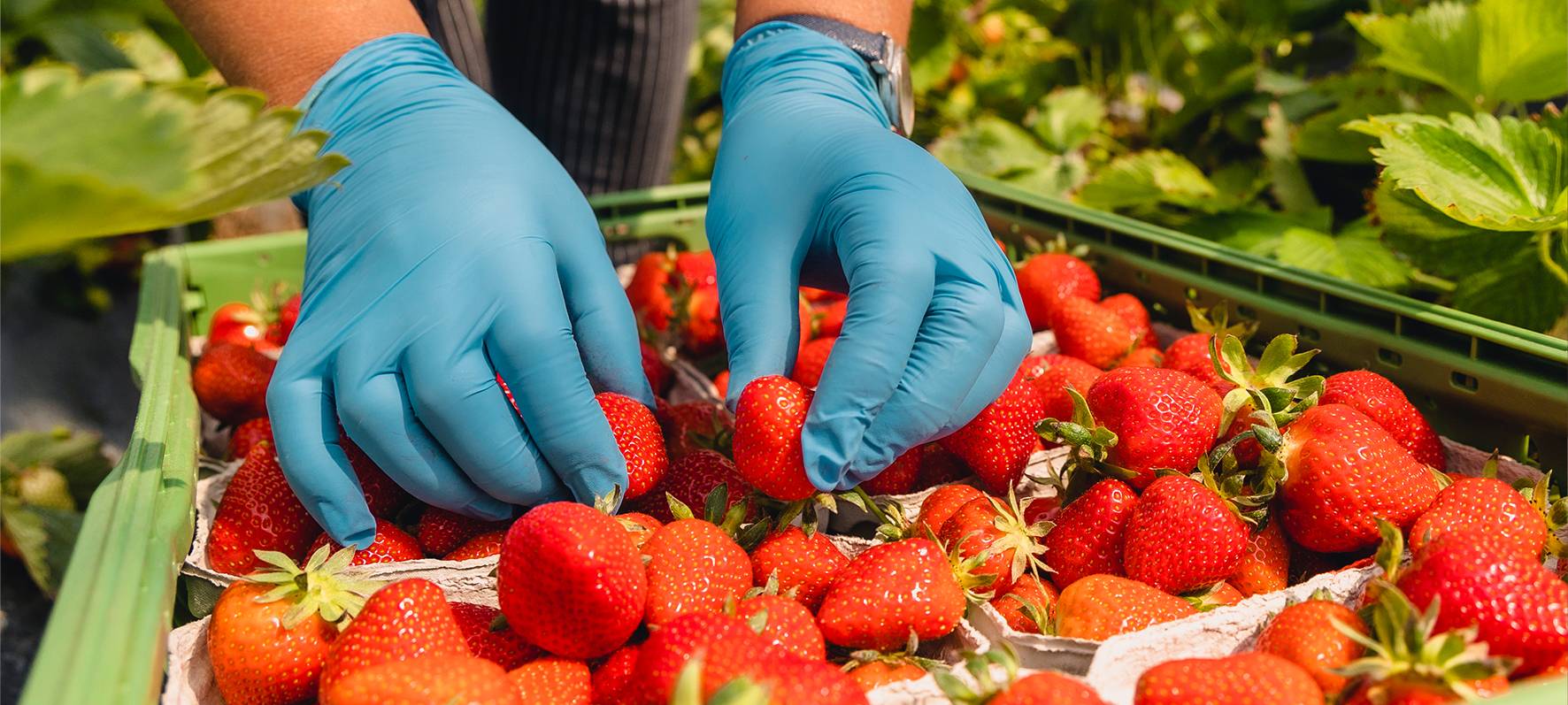 IG BAU fordet faire Arbeitsbedingungen für Erntehelfer