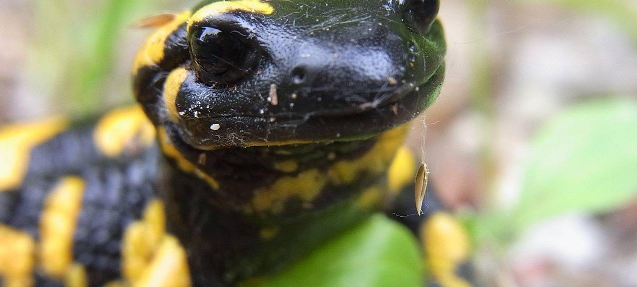 Salamanderpest bedroht Tiere bei uns im Kreis