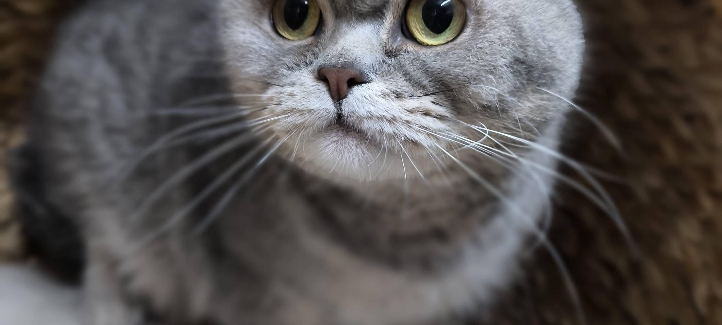 Wittener Tierheim vermittelt bundesweit