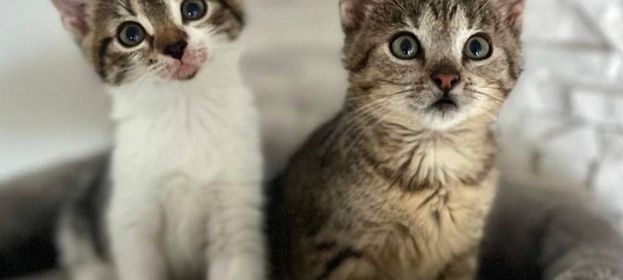 Immer mehr verwilderte Katzen im Ennepe-Ruhr Kreis