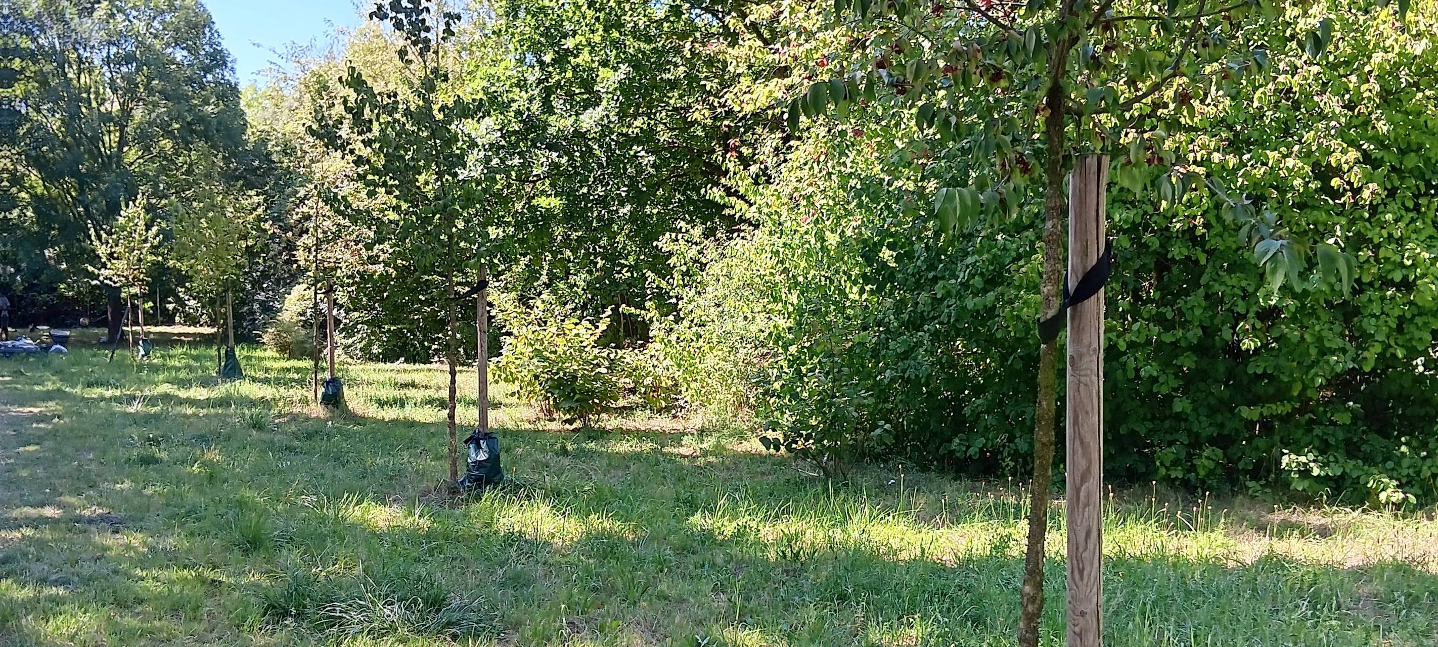 Erstmal keine neue offizielle Hundewiese