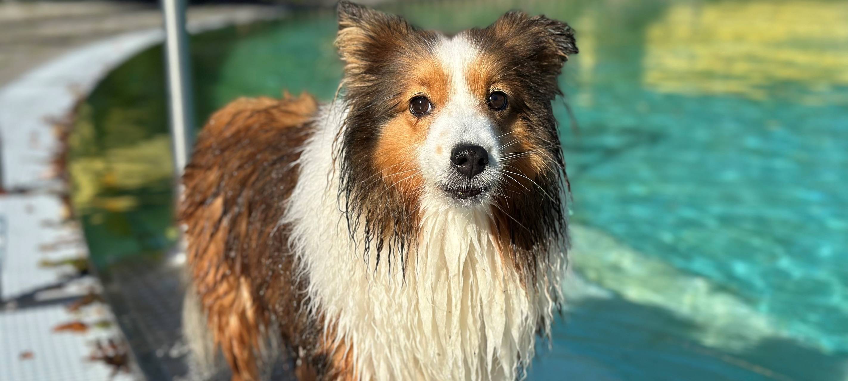 Witten und Sprockhövel: Badetag für Hunde