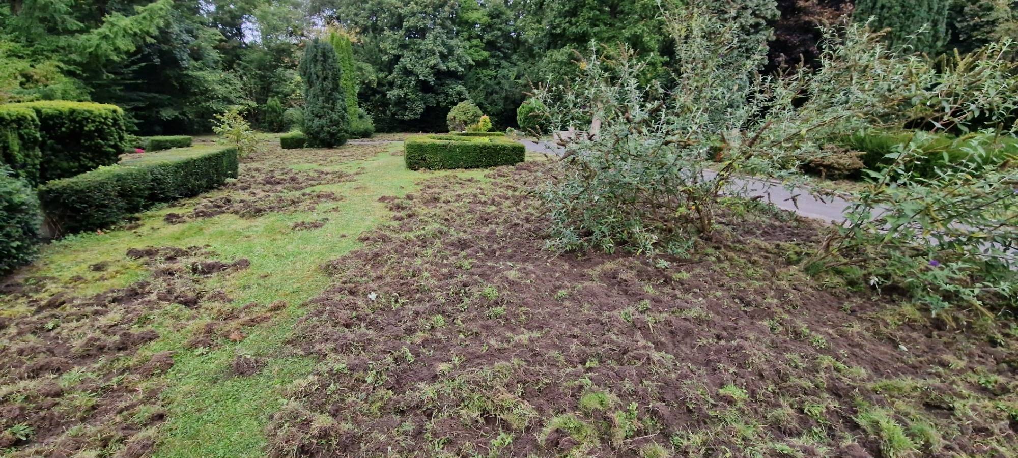 Wildschweine verwüsten Friedhof: Nicht zum ersten Mal!