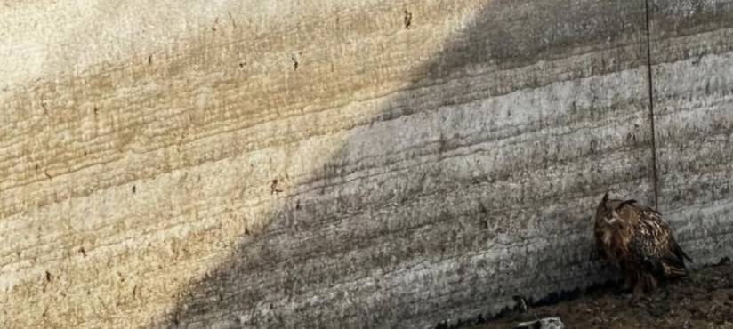 Feuerwehr rettet Eule aus Gülletank