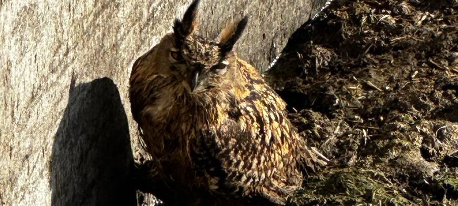 Feuerwehr rettet Eule aus Gülletank