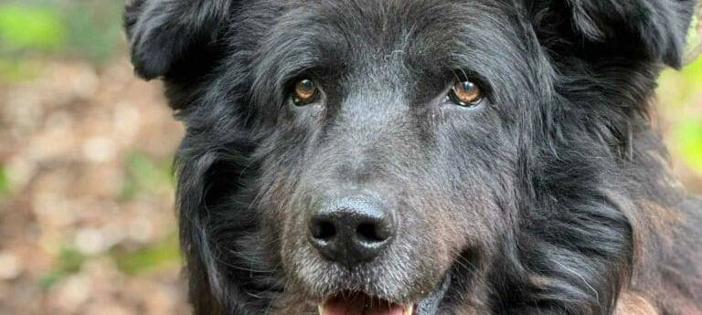 Tierheim Witten komplett voll: "Die Lage ist kritisch"